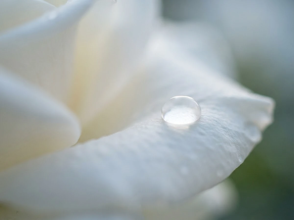 Gota como lágrima sobre pétala de rosa branca, simbolizando o significado de sonhar com a imagem chorando